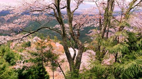 2011-4-吉野桜 005.jpg